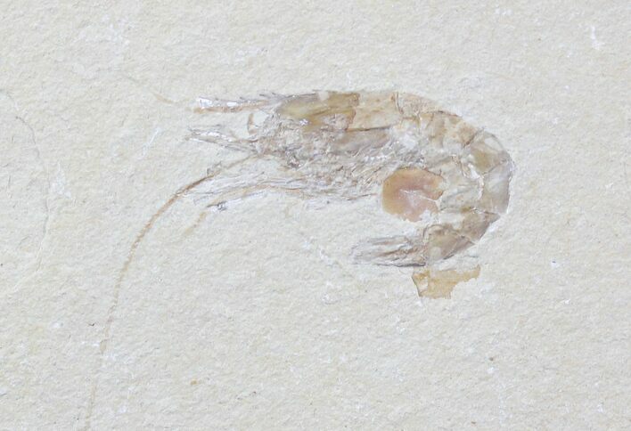 Cretaceous Fossil Shrimp Carpopenaeus - Lebanon #20889